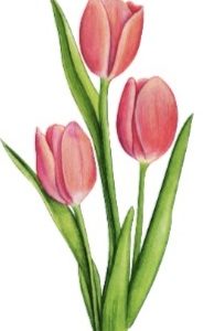 Lente - 6 stuks